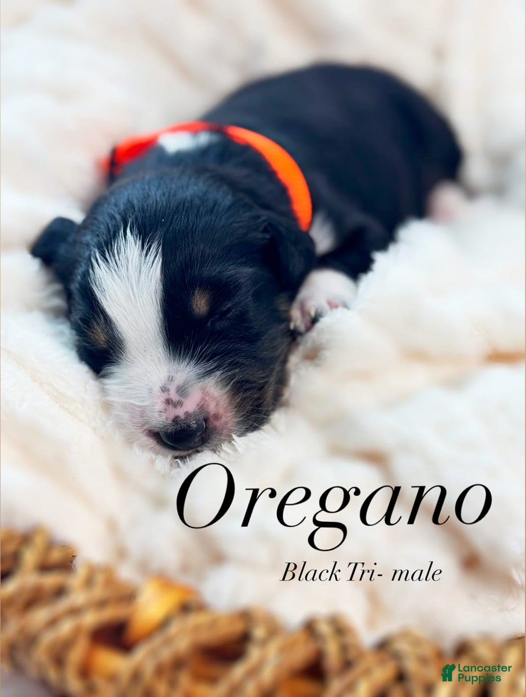 Australian Shepherd dogs for sale: Oregano - Image 1