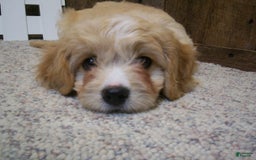 Cavachon dogs for sale: Dexter - Image 2