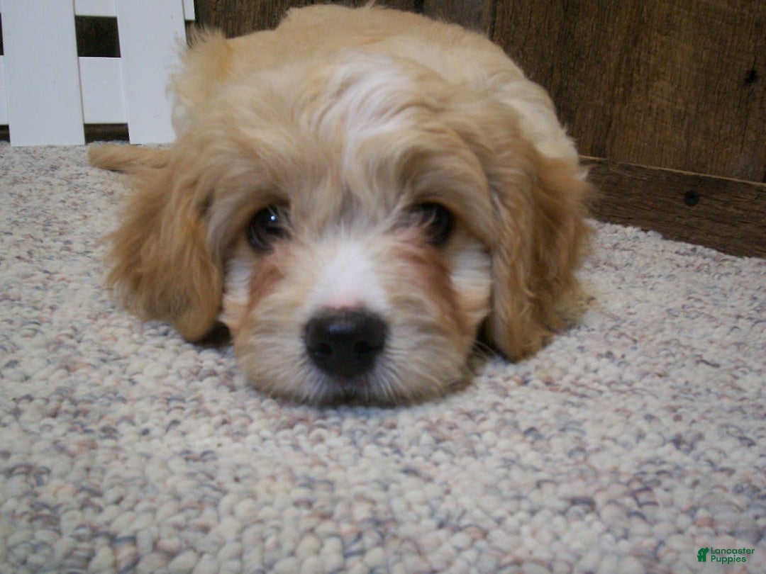 Cavachon dogs for sale: Dexter - Image 2