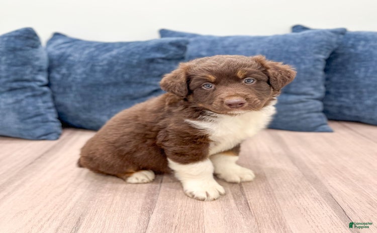 Australian Shepherd dogs for sale - Ad 1