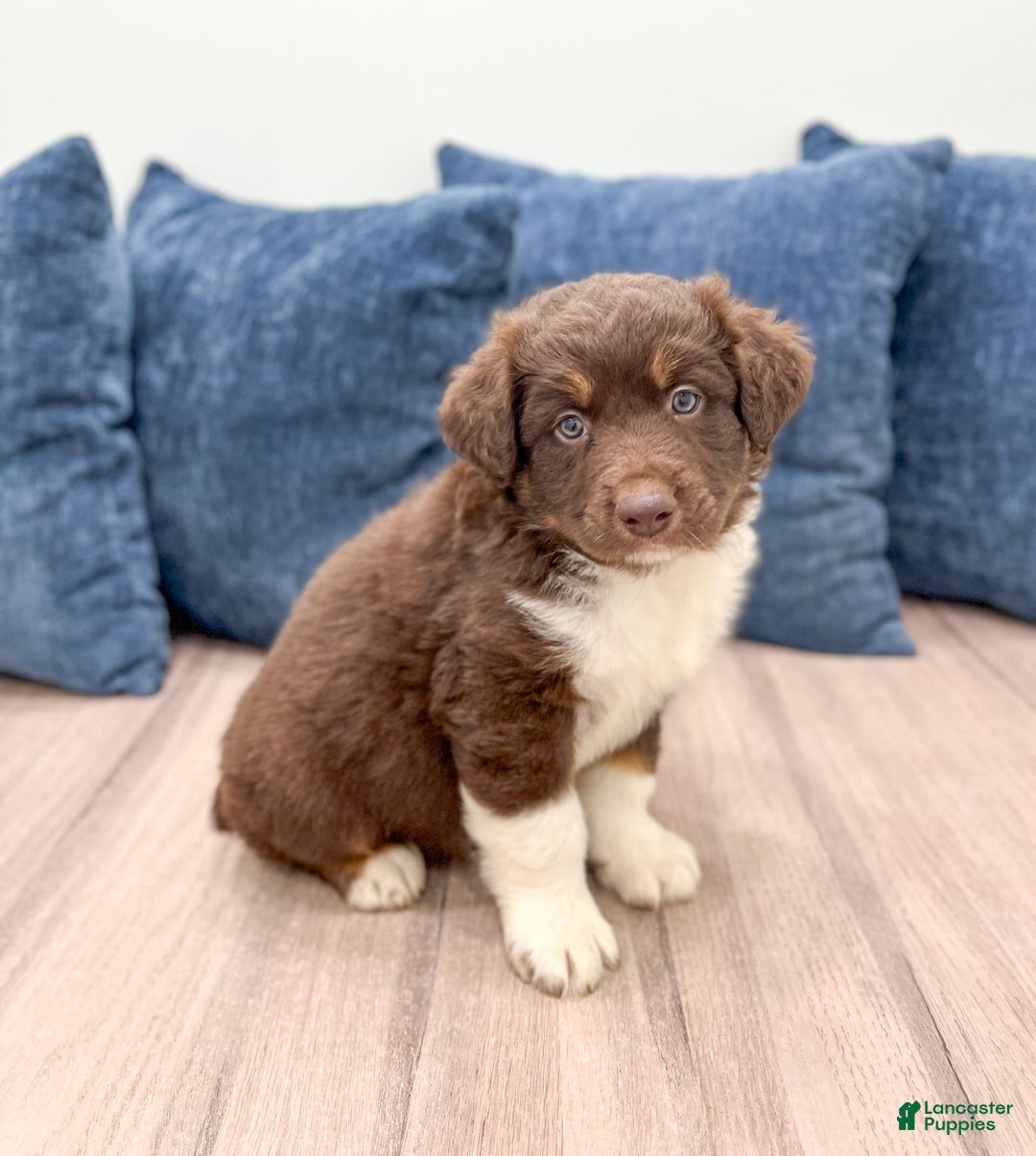 Australian Shepherd dogs for sale: Benji - Image 1