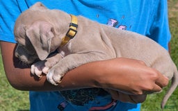 American Bully dogs for sale: Yellow Boy - Image 7
