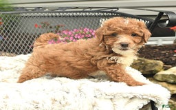 Mini Goldendoodle dogs for sale: Lilac - Image 14