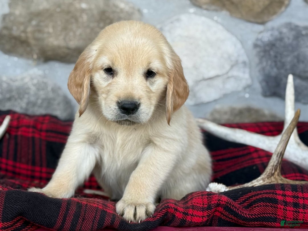 Golden Retriever dogs for sale: Sweetie - Image 6