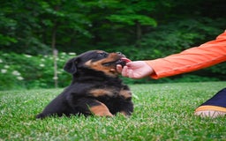 Rottweiler dogs for sale: Bella - Image 1