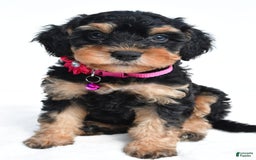 Cavapoo dogs for sale: Bell - Image 3