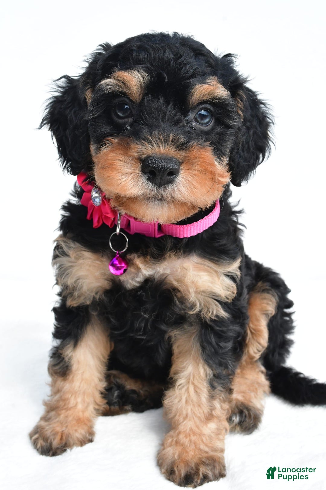 Cavapoo dogs for sale: Bell - Image 3