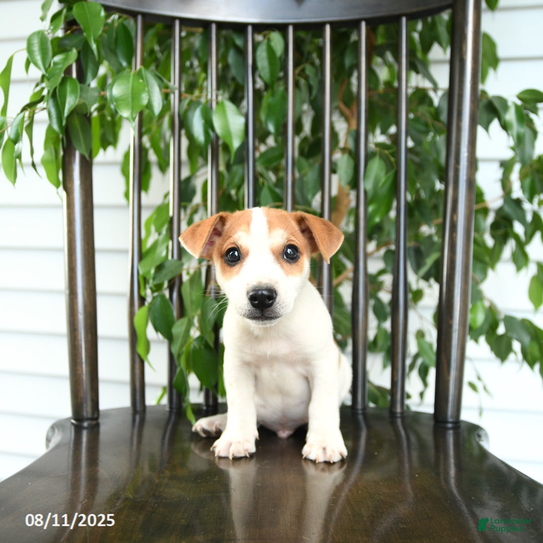 Jack Russell Terrier dogs for sale: Zack - Image 4