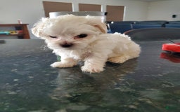 Maltese dogs for sale: Pepe - Image 7