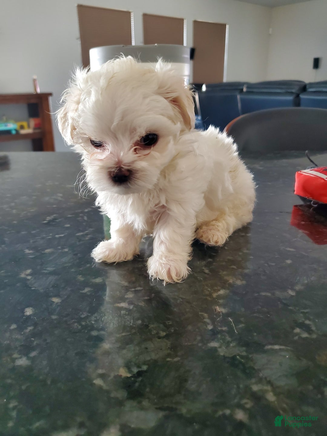 Maltese dogs for sale: Pepe - Image 7