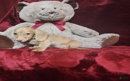 Miniature Dachshund dogs for sale: Butterbean - Image 6
