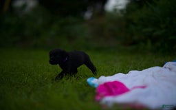 Cane Corso dogs for sale: Cookie - Image 4