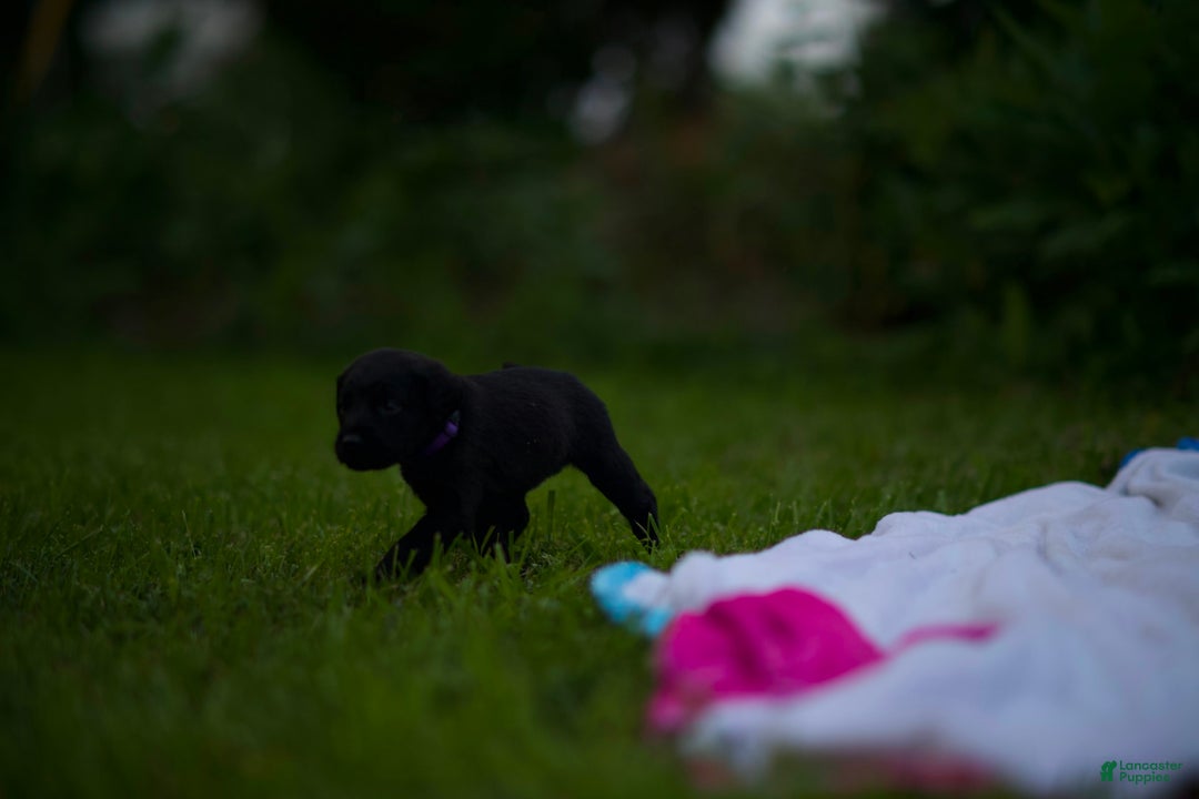 Cane Corso dogs for sale: Cookie - Image 4