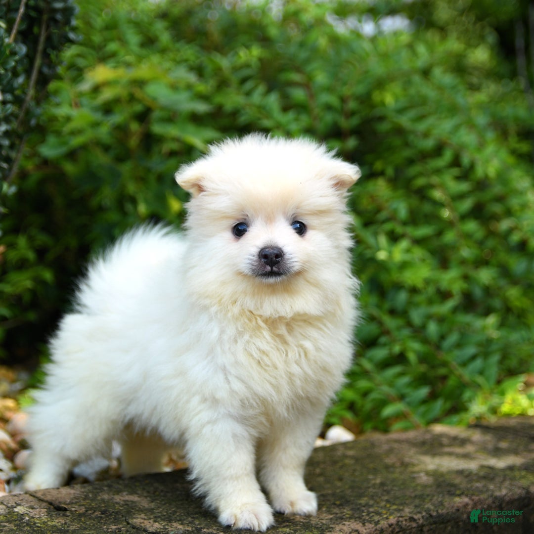 Pomeranian dogs for sale: Gizmo - Image 5