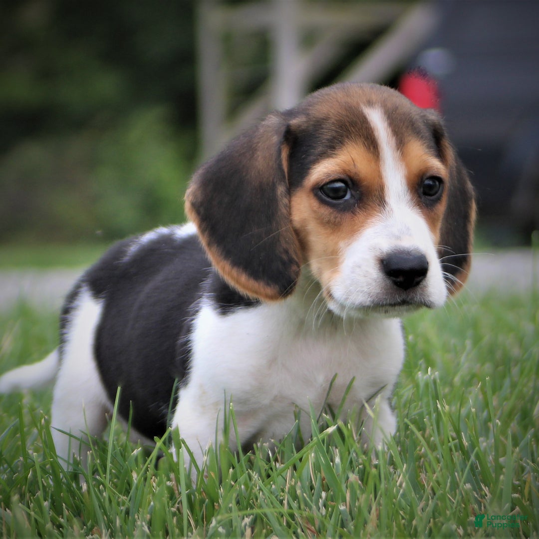 Beagle dogs for sale: Charms - Image 1