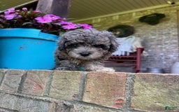 Cavapoo dogs for sale: Rex - Image 4