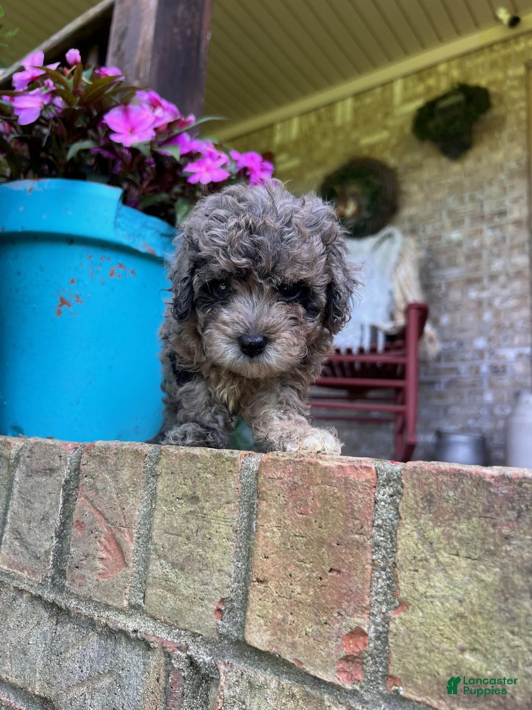 Cavapoo dogs for sale: Rex - Image 4