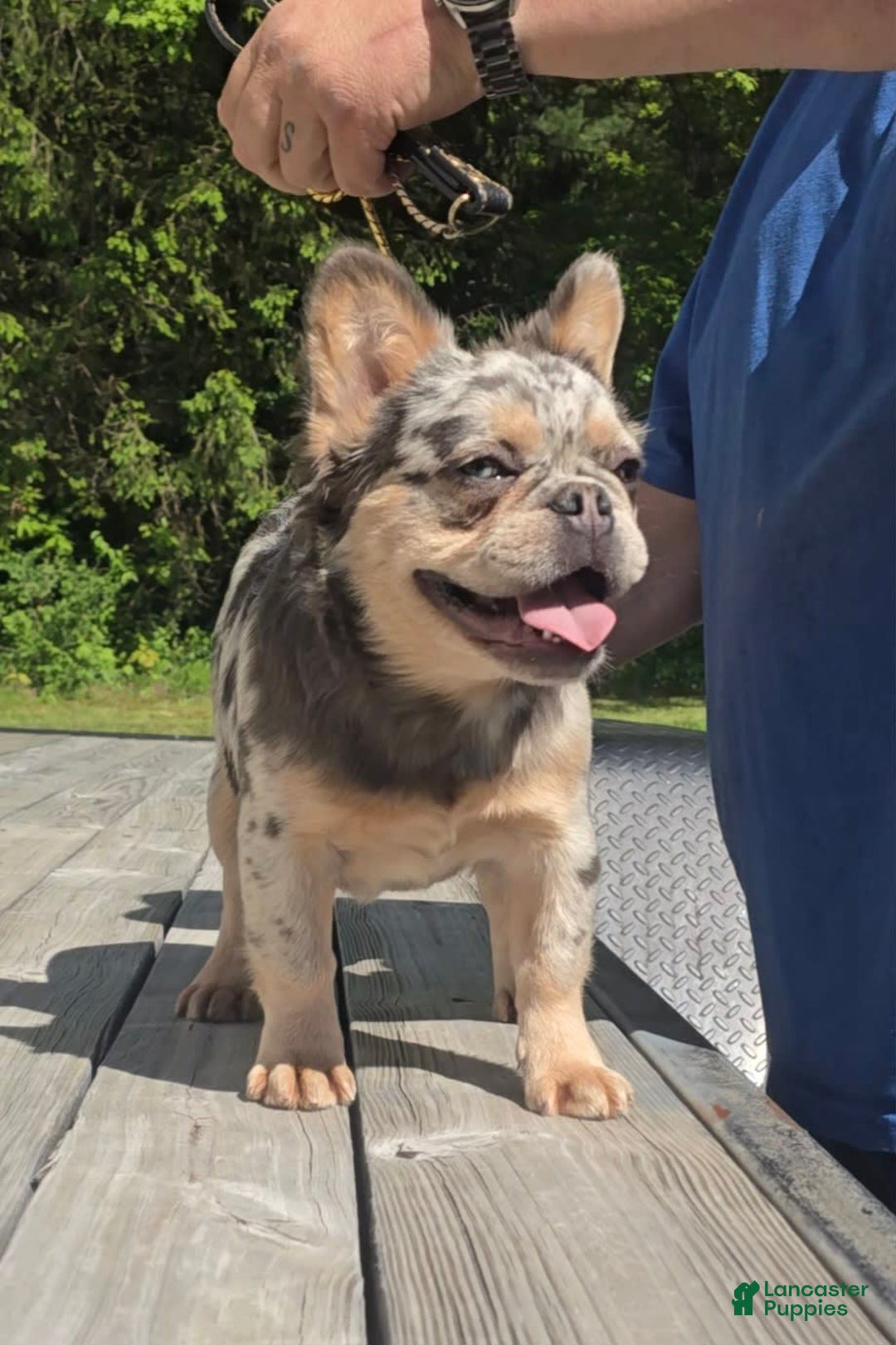 French Bulldog dogs for sale: Sonic - Image 7