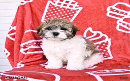 Teddy Bear dogs for sale: Hannes - Image 5