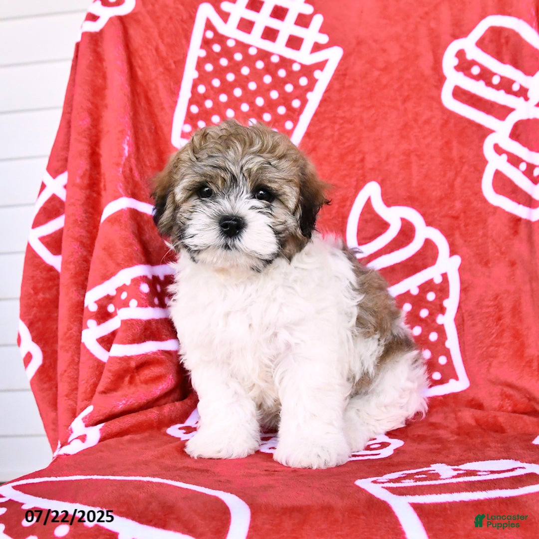 Teddy Bear dogs for sale: Hannes - Image 5