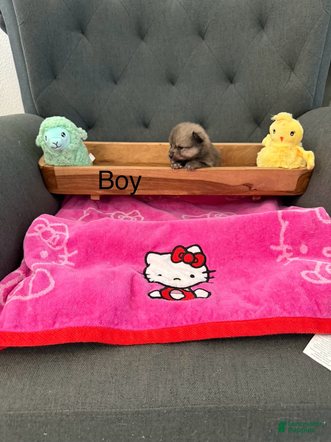 Pomeranian dogs for sale: Bentley - Image 1