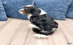 Cavapoo dogs for sale: Max - Image 4