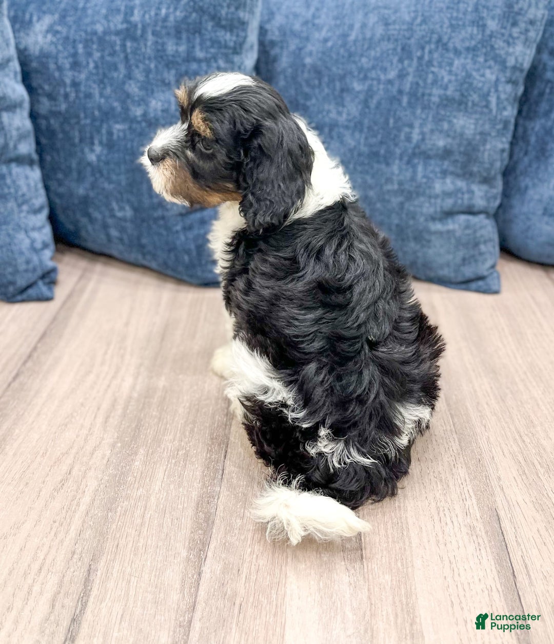Cavapoo dogs for sale: Max - Image 4