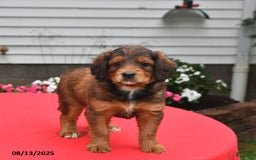 Goldador dogs for sale: Bailey - Image 2