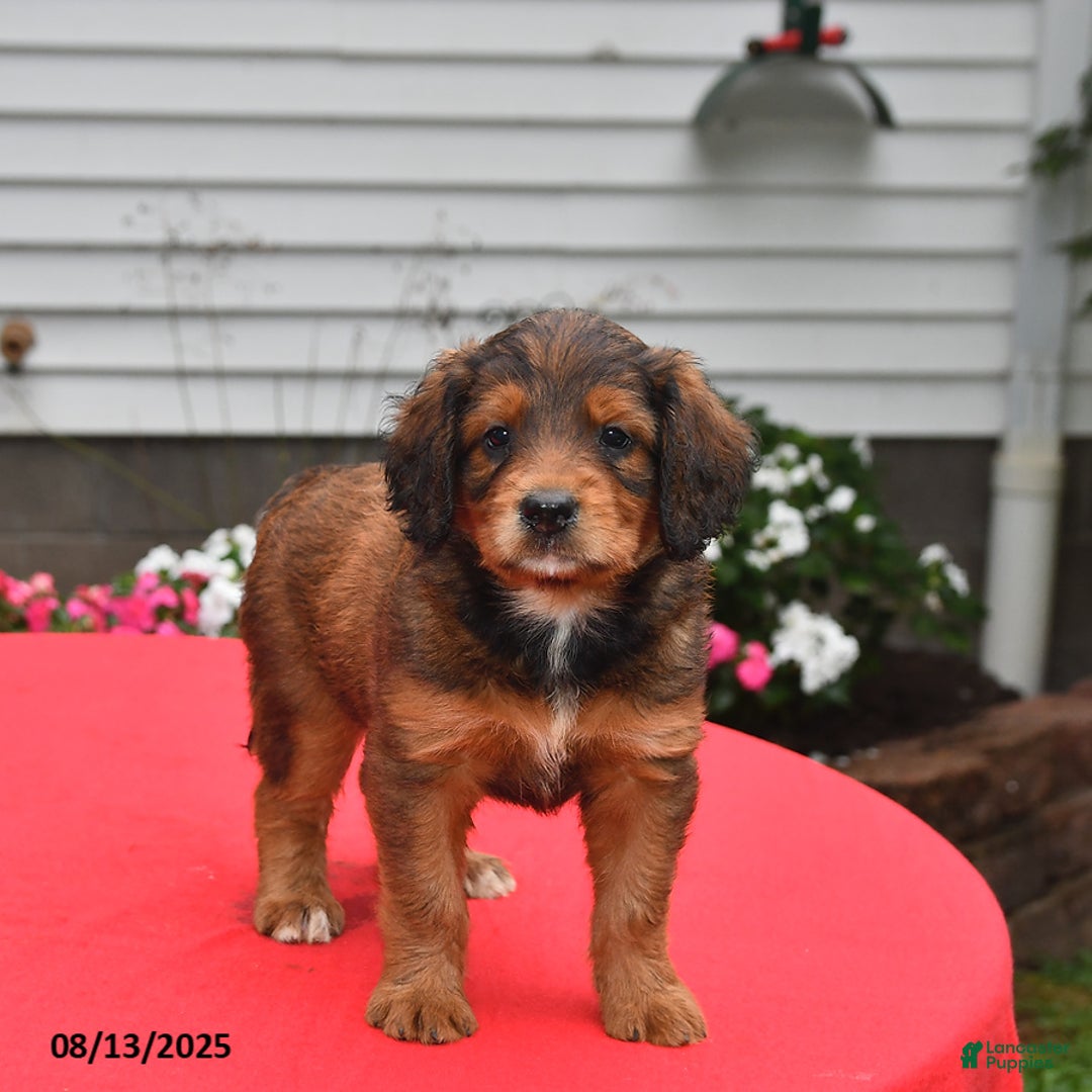 Goldador dogs for sale: Bailey - Image 2