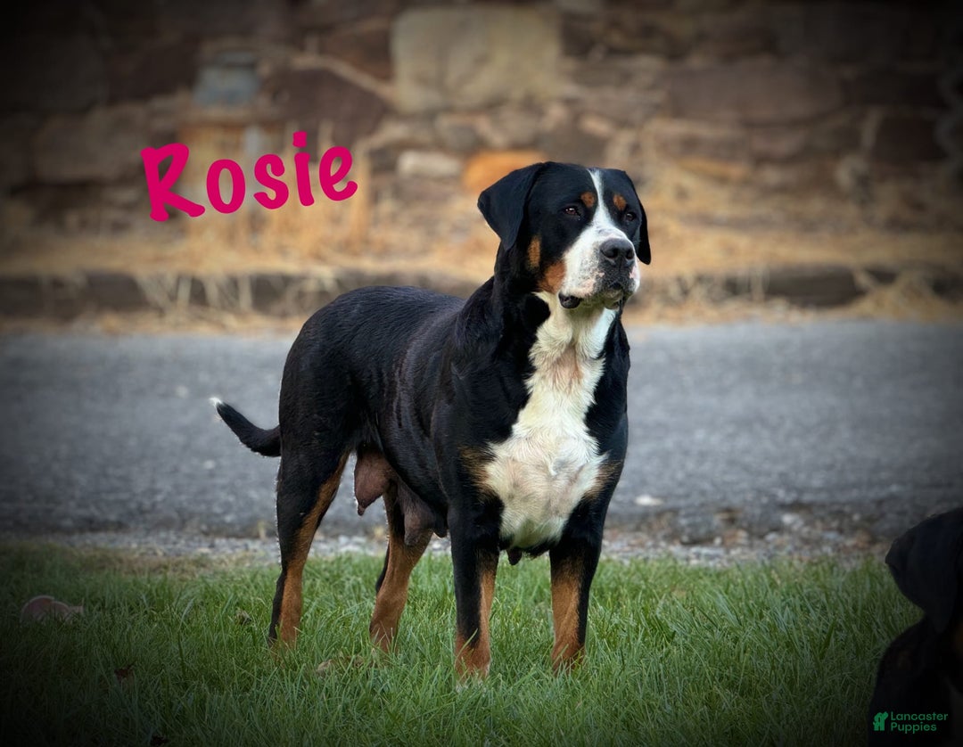 Greater Swiss Mountain Dog dogs for sale: Blossom - Image 7