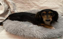 Dachshund dogs for sale: Tiny Girl Cecelia - Image 15
