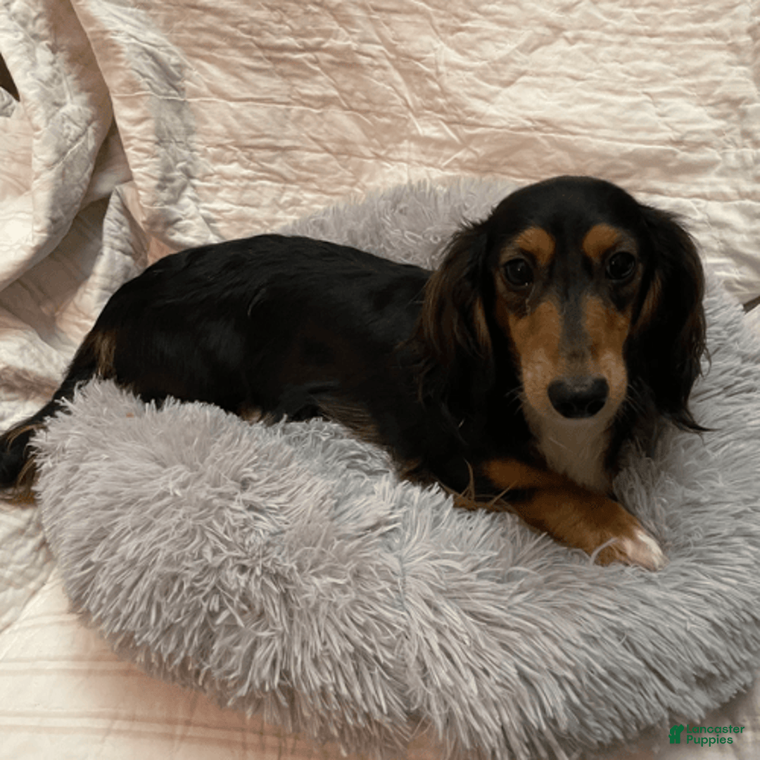 Dachshund dogs for sale: Tiny Girl Cecelia - Image 15