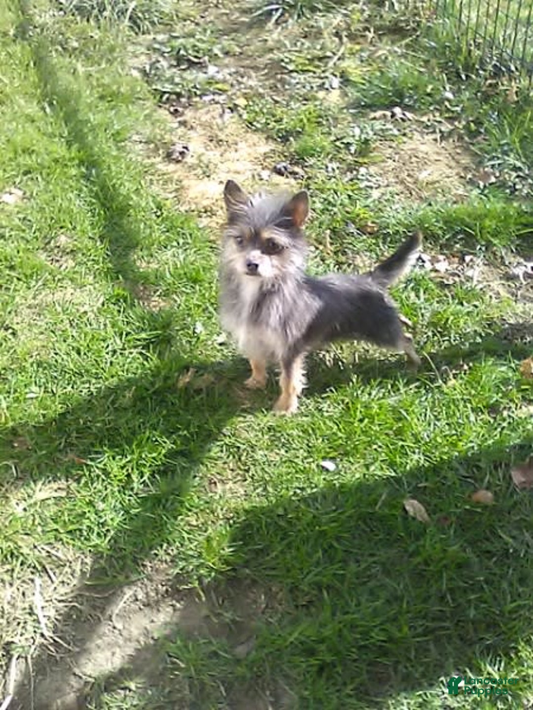 Chihuahua dogs for sale: Chip - Image 17