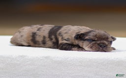 Frenchton dogs for sale: Bandit - Image 3