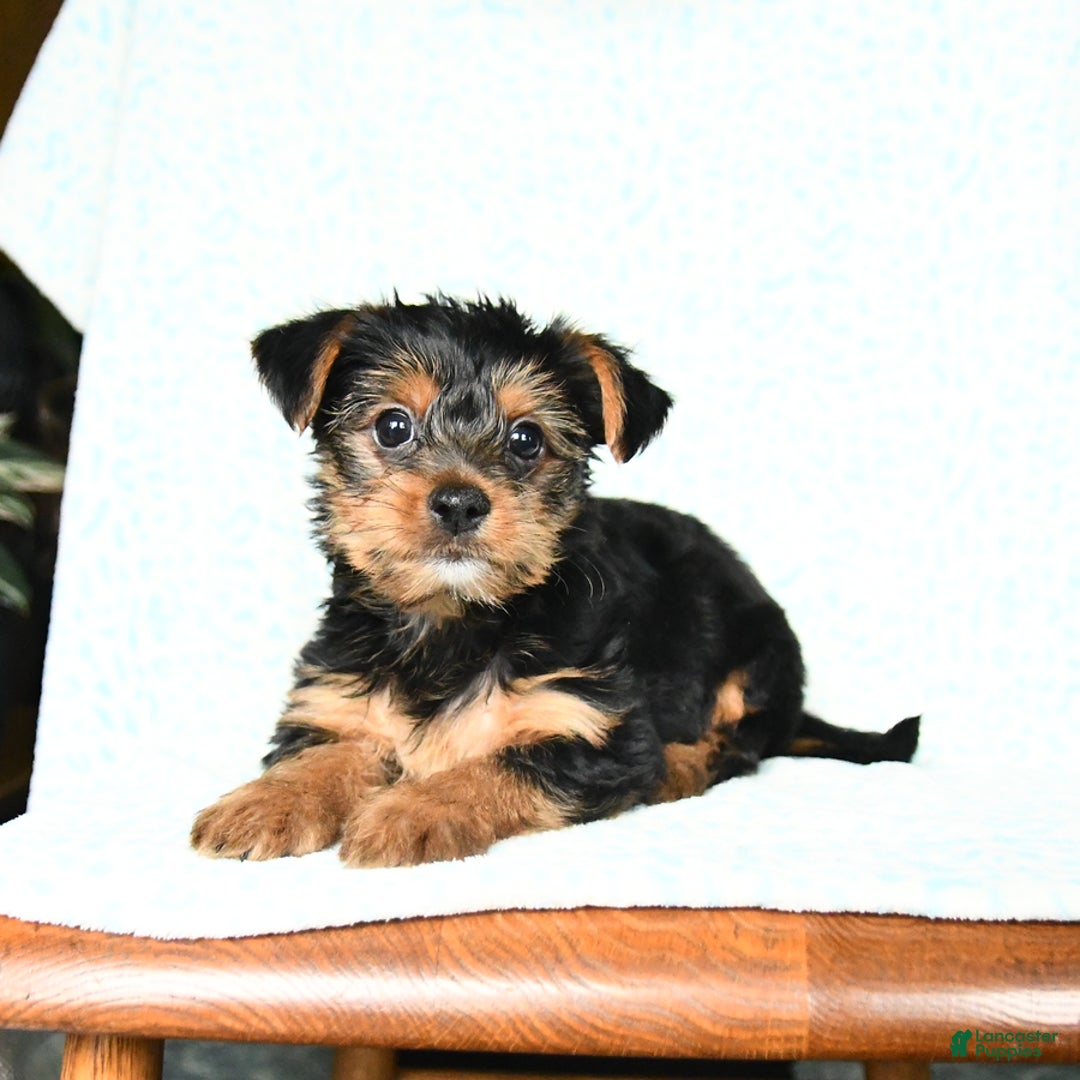 Yorkshire Terrier dogs for sale: Chester - Image 3
