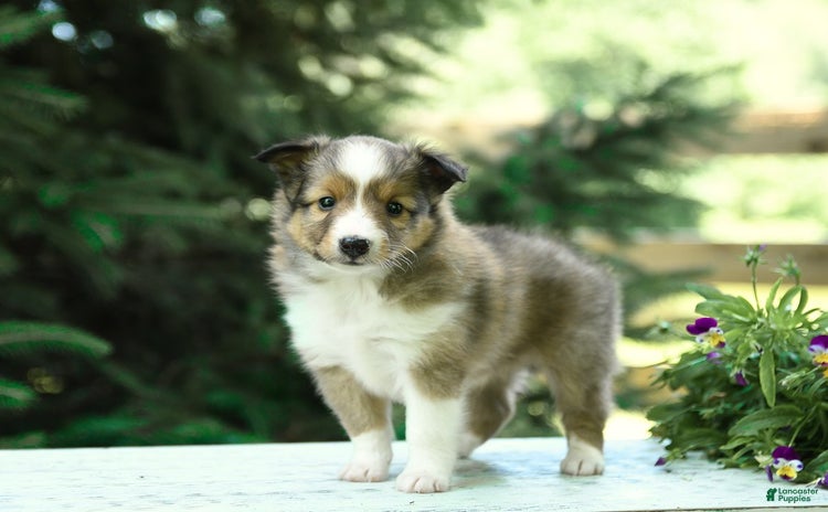 Shetland Sheepdog dogs for sale - Ad 1