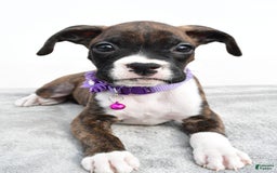 Boxer dogs for sale: Remi - Image 1