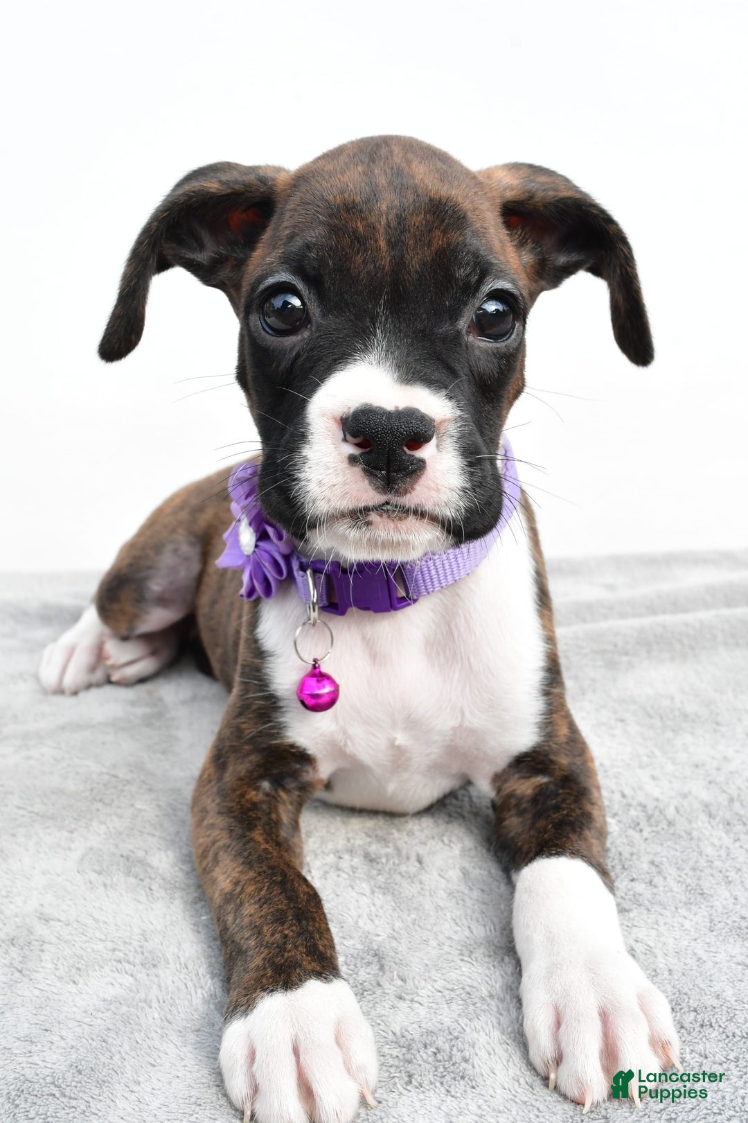 Boxer dogs for sale: Remi - Image 1