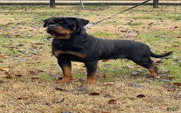 Rottweiler dogs for sale: Pink Collar - Image 13