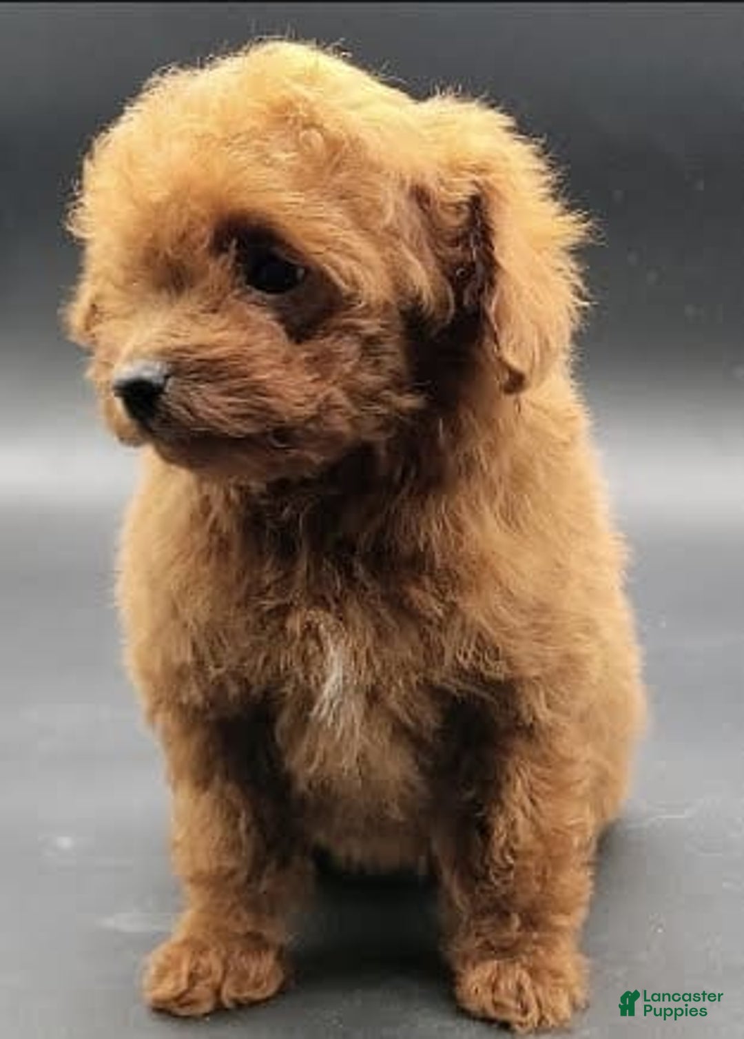 Toy Poodle dogs for sale: Lili - Image 7