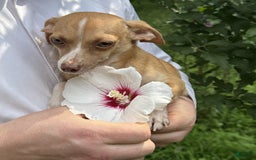 Chihuahua dogs for sale: Olive - Image 9