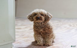 Schnoodle dogs for sale: Timmy - Image 7