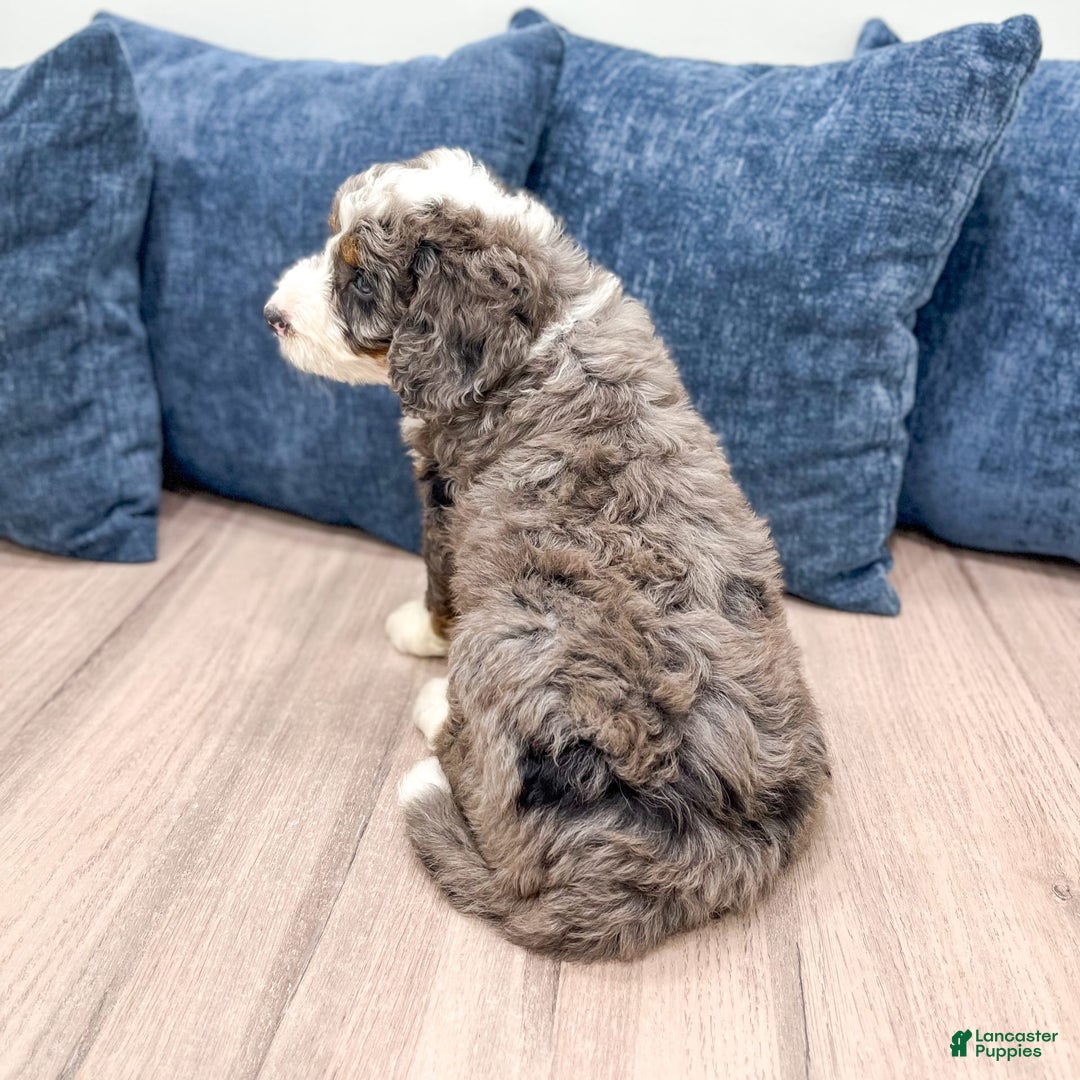 Mini Bernedoodle dogs for sale: Ringo - Image 6
