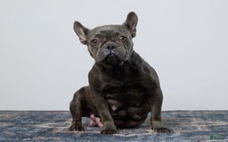 French Bulldog dogs for sale: Violet - Image 13