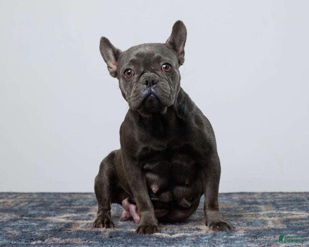 French Bulldog dogs for sale: Violet - Image 13