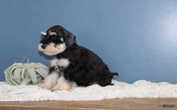Miniature Schnauzer dogs for sale: Abby - Image 4