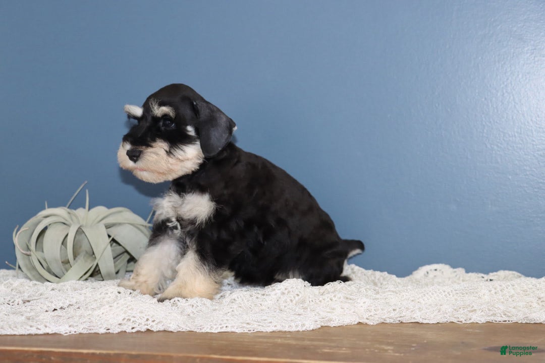 Miniature Schnauzer dogs for sale: Abby - Image 4