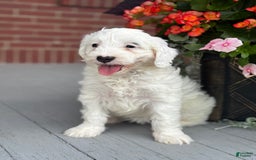 Mini Bernedoodle dogs for sale: Star - Image 6