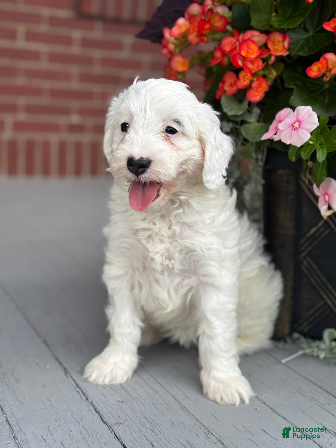 Mini Bernedoodle dogs for sale: Star - Image 6