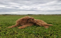 Mini Goldendoodle dogs for sale: Milo F1b - Image 19